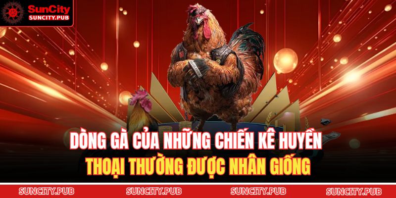 Gà Malaysia mạnh thường chủ động di chuyển, giữ khoảng cách hợp lý