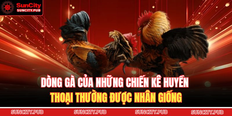 Kinh nghiệm soi trận đá gà Malaysia SUNCITY