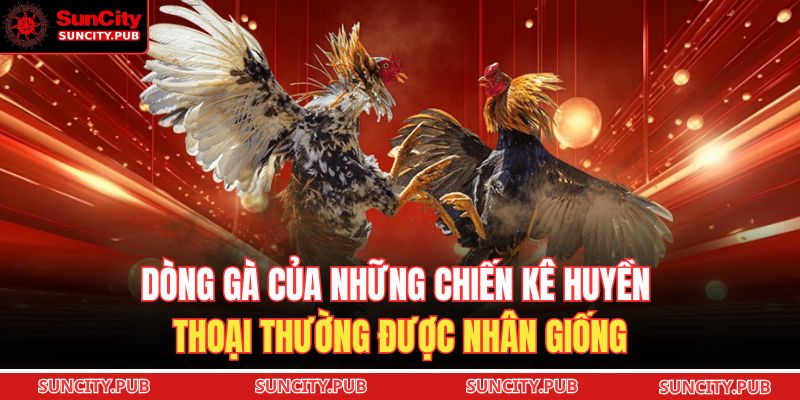 Dòng gà của những chiến kê huyền thoại thường được nhân giống