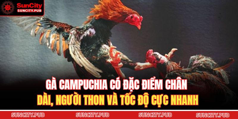 Đá gà Malaysia là hình thức thi đấu sử dụng những chiến kê