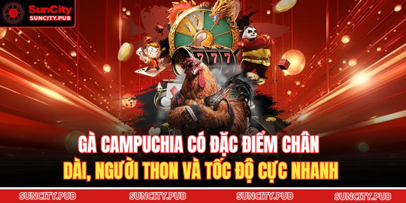 Gà Campuchia có đặc điểm chân dài, người thon và tốc độ cực nhanh