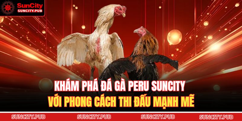 Khám phá đá gà Peru SUNCITY với phong cách thi đấu mạnh mẽ