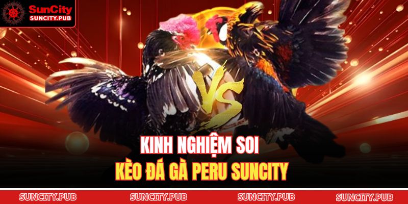 Kinh nghiệm soi kèo đá gà Peru SUNCITY