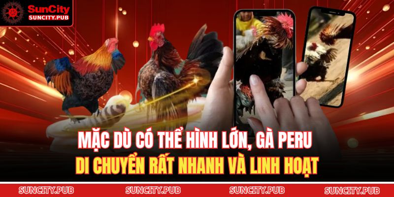 Mặc dù có thể hình lớn, gà Peru di chuyển rất nhanh và linh hoạt