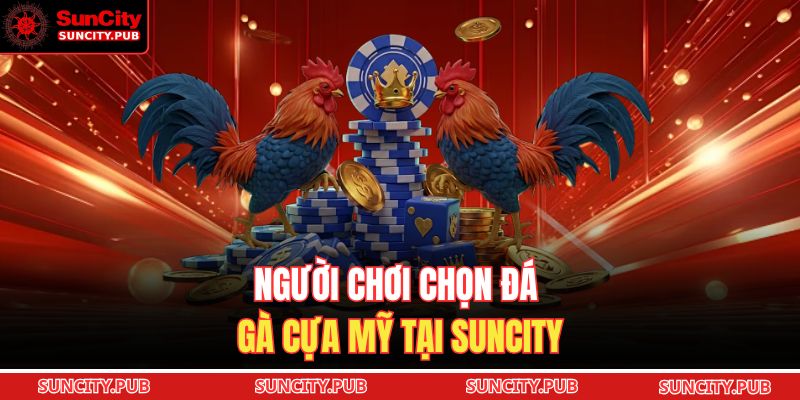 Người chơi chọn đá gà cựa Mỹ tại SUNCITY