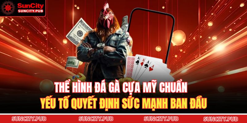 Thể hình đá gà cựa Mỹ chuẩn – yếu tố quyết định sức mạnh ban đầu