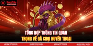 Đá Gà Malaysia SUNCITY