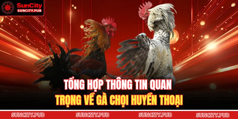 Tổng hợp thông tin quan trọng về gà chọi huyền thoại